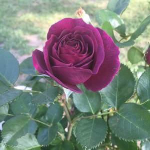 Meet your Posher, Mai